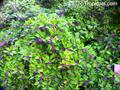japanese beautyberry